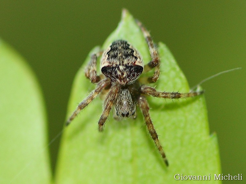 Araneus sp. - Albano Vercellese (VC)